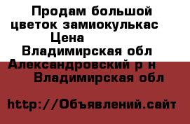 Продам большой цветок замиокулькас  › Цена ­ 2 500 - Владимирская обл., Александровский р-н  »    . Владимирская обл.